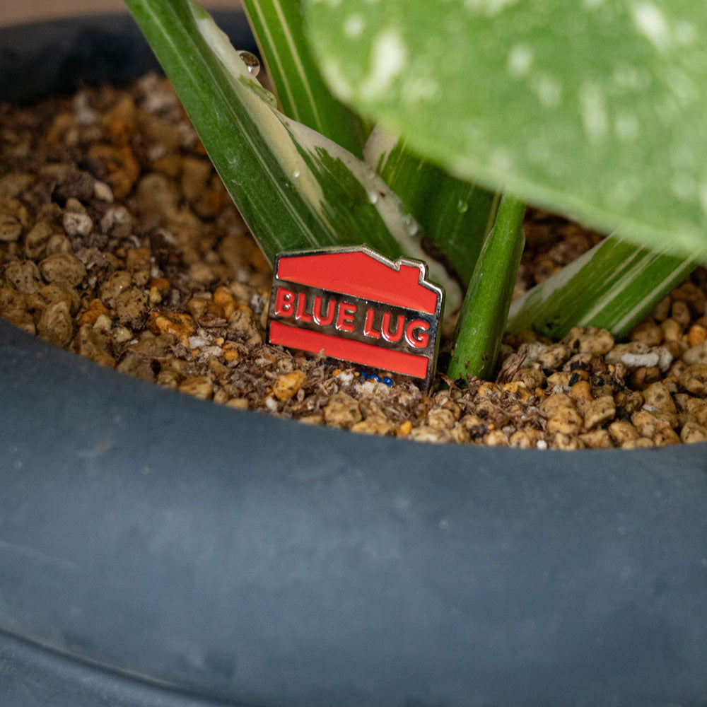BLUELUG  Original pins